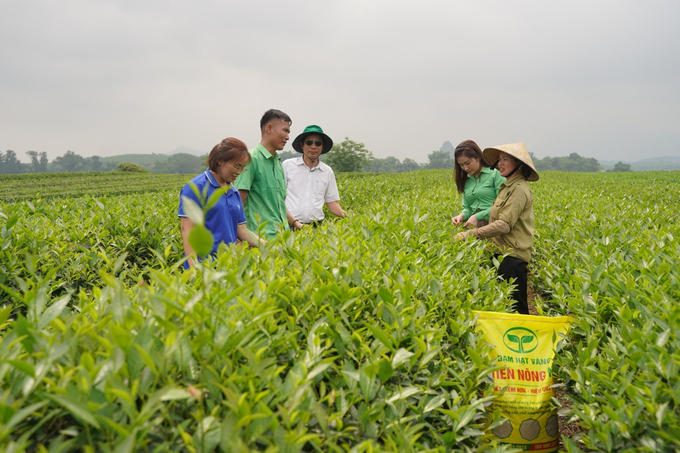 Phân bón Tiến Nông giúp bà con vùng chè Thanh Chương đạt năng suất cao. Ảnh: Duyên Hoàng.