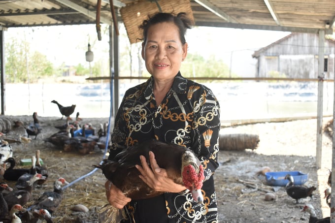 Bà Nguyễn Hiệp Hiệp đang nuôi 350 con vịt Xiêm lai Pháp chuyên trứng, mang lại thu nhập khá cho gia đình. Ảnh: Minh Đảm.