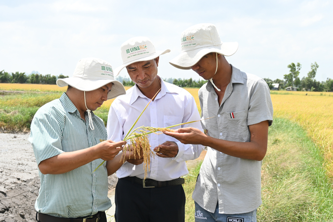 Ông Phạm Văn Tú (đứng giữa), ấp Ninh Thạnh II, xã Ninh Hòa, huyện Hồng Dân, Bạc Liêu cho hay, đến thời điểm sắp thu hoạch, nhìn những cây lúa trổ bông nhiều hạt, đều, chín vàng, hứa hẹn một vụ mùa bội thu, bà con ai nấy cũng đều háo hức, phấn khởi.