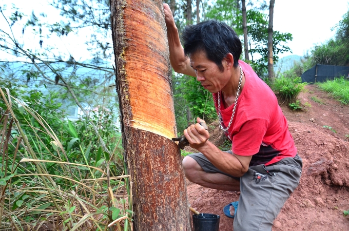 Anh Tô Xuân Trường đang cạo nhựa thông. Ảnh: Dương Đình Tường.