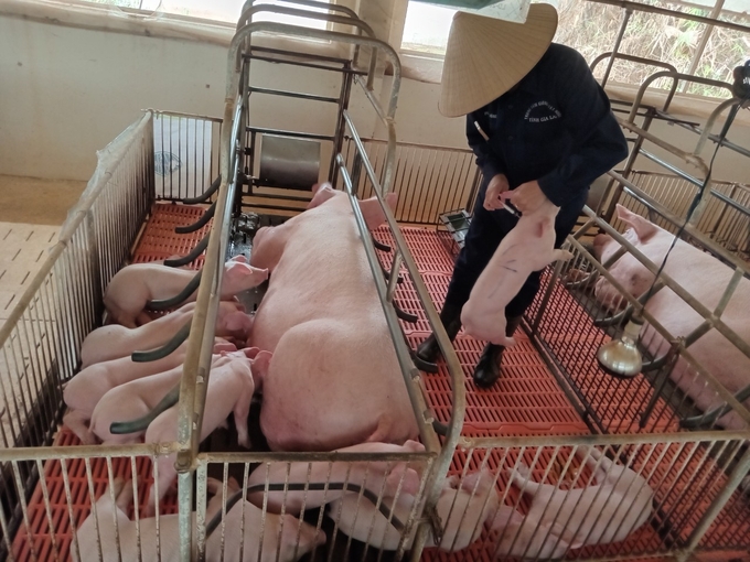 Large-scale pig farms always ensure disease safety. Photo: Dang Lam.