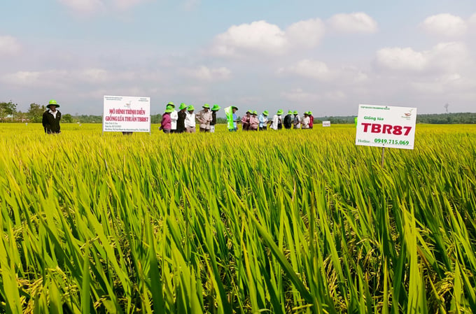 Nhiều nông dân tham quan mô hình trình diễn đều đánh giá cao giống lúa TBR87. Ảnh: Quang Yên.