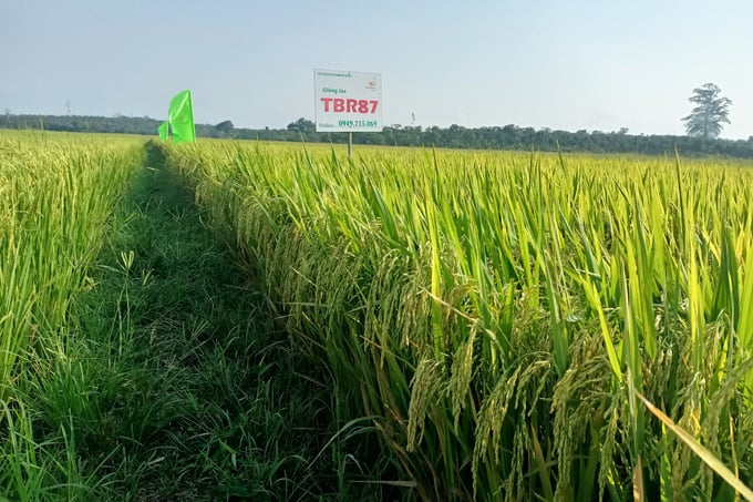 Giống lúa TBR87 được gia đình ông Thắng trồng thử nghiệm và cho năng suất vượt trội. Ảnh: Quang Yên.
