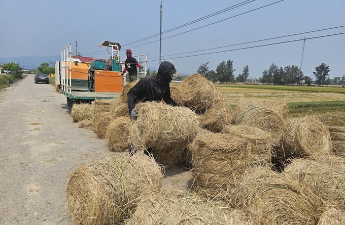 Rice straw bales are 'loaded' along the main roadside for transportation to collection points. Photo: T.Phung.