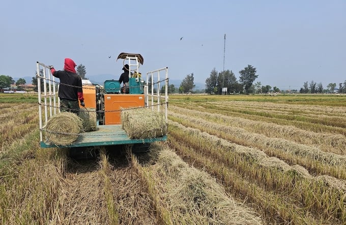 The straw is tightly bundled and stacked behind the hauling trailer. Photo: T. Phung.