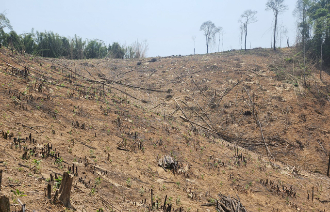 Sau khi chặt phá sẽ tiến hành phát đốt, mục đích biến rừng tự nhiên thành rừng trồng. Ảnh: Khôi An.