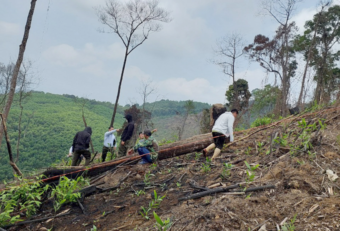 Những năm qua tại huyện Con Cuông rộ lên nạn phá rừng tự nhiên để lấy đất trồng keo. Ảnh: Khôi An.