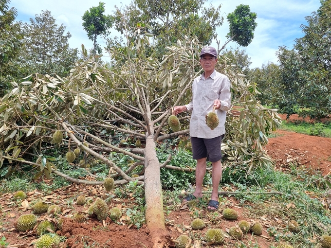 Mưa to kèm gió lốc khiến nhiều cây sầu riêng của gia đình ông Nguyễn Văn Quả (thôn 4, xã Ia Hlốp, huyện Chư Sê) bị gãy, đổ. nong duoc viet nam