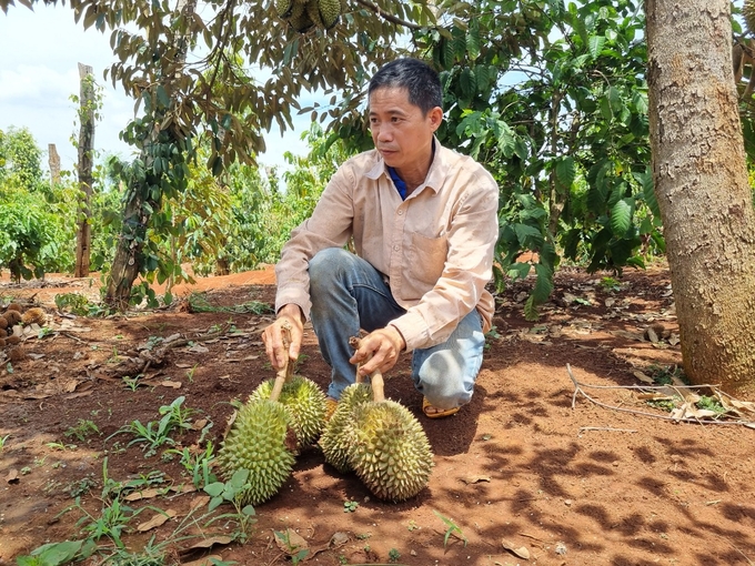 Ông Nguyễn Dũng (thôn 4, xã Ia Hlốp, huyện Chư Sê) xót xa khi vườn sầu riêng bị rụng quả la liệt. Ảnh: Tuấn Anh.