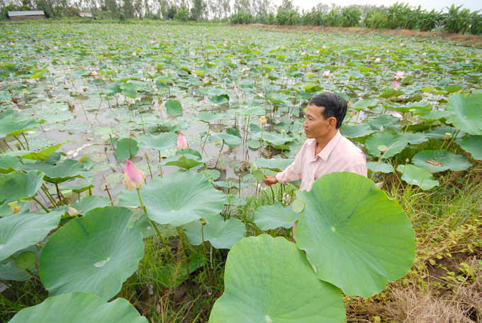 Dong Thap province houses over 1,800 hectares of lotus farming area, with a seed yield of 1,500 tons per year. Photo: Le Hoang Vu.