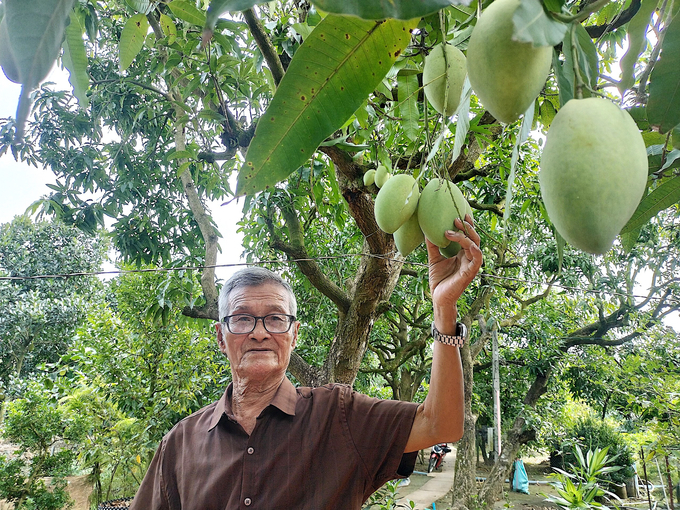 Xoài cát Hòa Lộc là một loại trái cây đặc sản của tỉnh Tiền Giang. Ảnh: Minh Đảm.