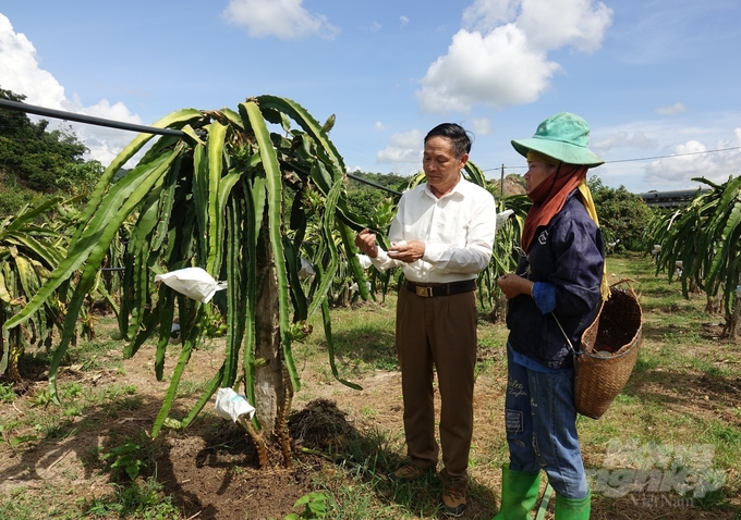 Theo ông Nguyễn Quang Vinh, Giám đốc HTX nông nghiệp Ngọc Hoàng (trái), muốn canh tác hữu cơ phải thực sự kiên trì. Ảnh: Trung Quân.