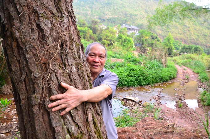 Ông Kỳ Dùng Phú bên một gốc thông mình trồng. Ảnh: Dương Đình Tường.