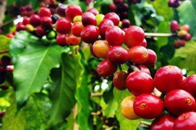 Latest coffee prices domestically and globally on 05/07/2024