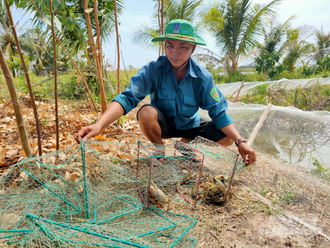 Chi cục Chăn nuôi và Thú y tỉnh Cà Mau khuyến cáo người dân thu hoạch ngay cua còn lại trong vuông nuôi để hạn chế thiệt hại. ảnh: Trọng Linh.