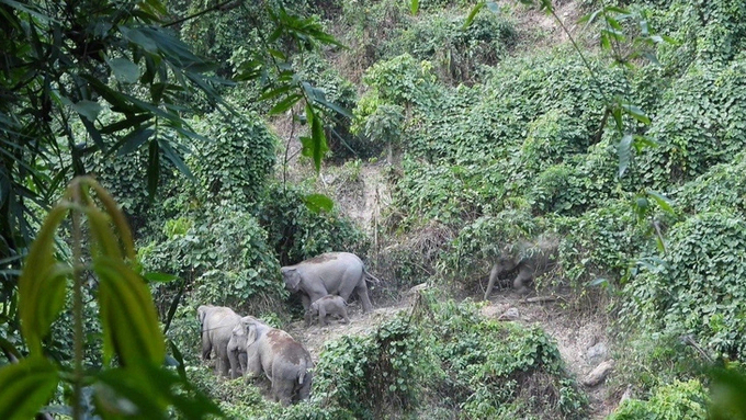 Đàn voi hoang dã trong Khu bảo tồn loài và sinh cảnh Voi ở huyện Nông Sơn (Quảng Nam). Ảnh: Khu bảo tồn.