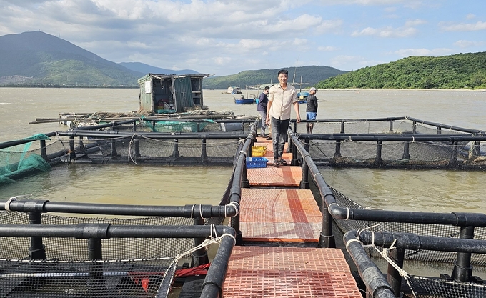 Nhiều hộ dân đầu tư để duy trì và phát triển nghề nuôi biển tại Quảng Đông. Ảnh: T. Phùng.