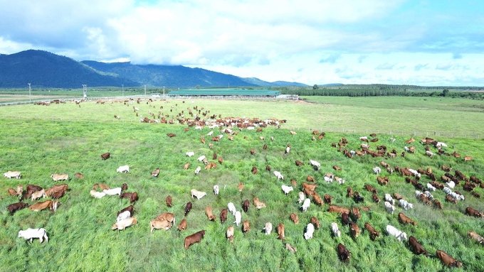 Trang trại bò của Thaco Agri ở Khu liên hợp Ia Puch (Gia Lai).
