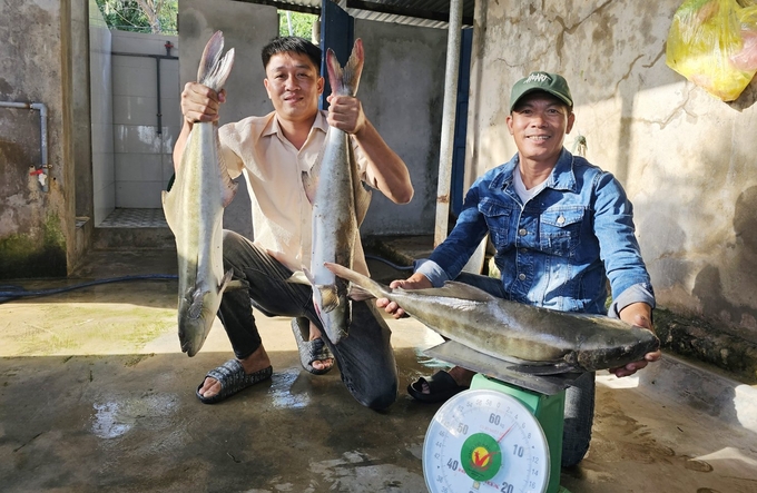 Nghề nu&ocirc;i biển c&oacute; thu nhập mỗi năm l&atilde;i h&agrave;ng trăm triệu đồng. Ảnh: T. Ph&ugrave;ng.