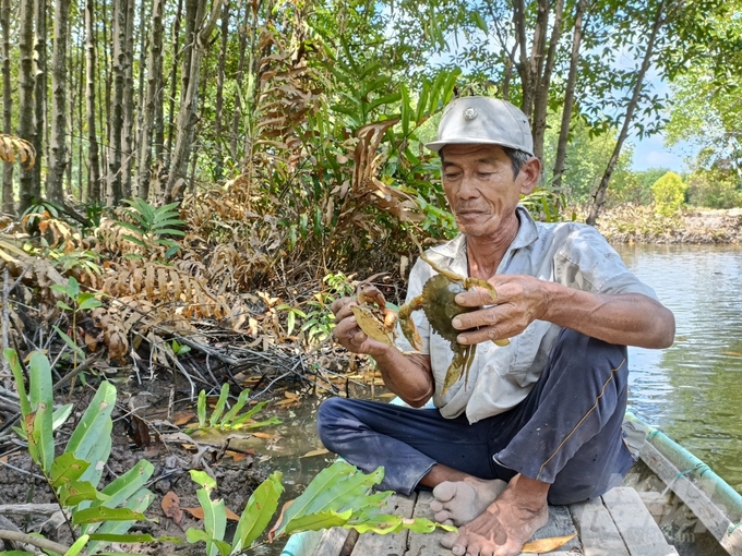 Ông Huỳnh Văn Phường (ấp Ông Ðịnh, xã Tân Ân Tây, huyện Ngọc Hiển) lo lắng khi cua nuôi của gia đình bị bệnh chết bất thường. Ảnh: Trọng Linh.