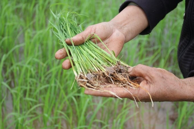 Weedy rice makes farmers spend a lot of time uprooting it. Photo: Trung Quan.