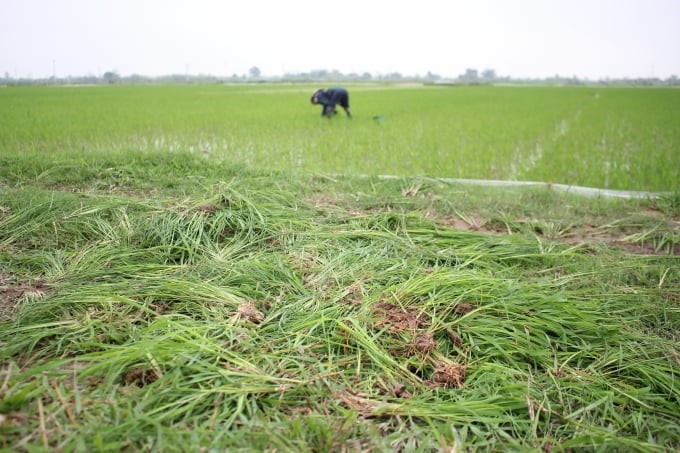 In the North, weedy rice is increasingly growing strongly. Photo: Trung Quan.