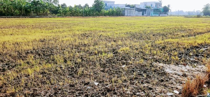 Farmers keep the field surface moist after the rice harvest crop to create conditions for weedy rice to sprout and destroy.