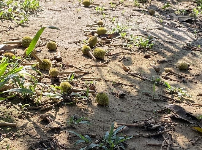 Khanh Son durian has young fruits falling all over. Photo: KS.