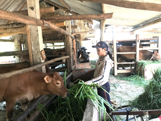 Tỷ lệ bò lai ở Bình Định hiện đạt trên 92% tổng đàn. Ảnh: V.Đ.T.