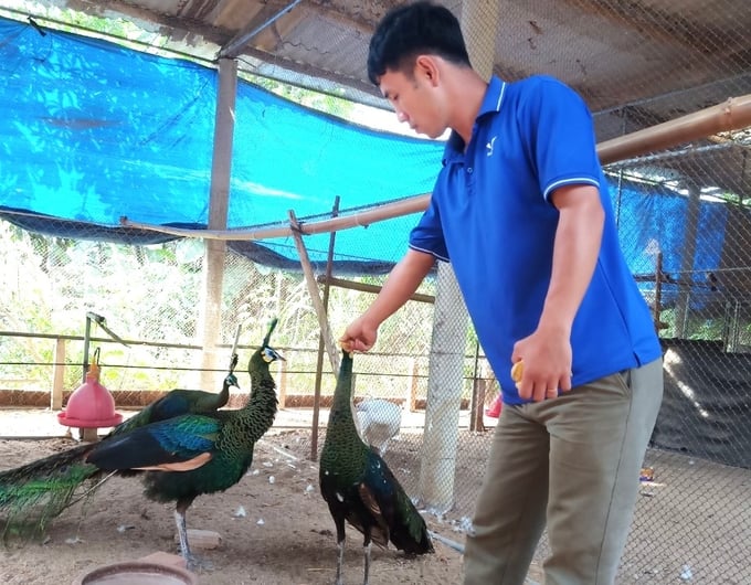 Anh Tô Vũ Thành Tín đang chăm sóc đàn chim trĩ. Ảnh: V.Đ.T.
