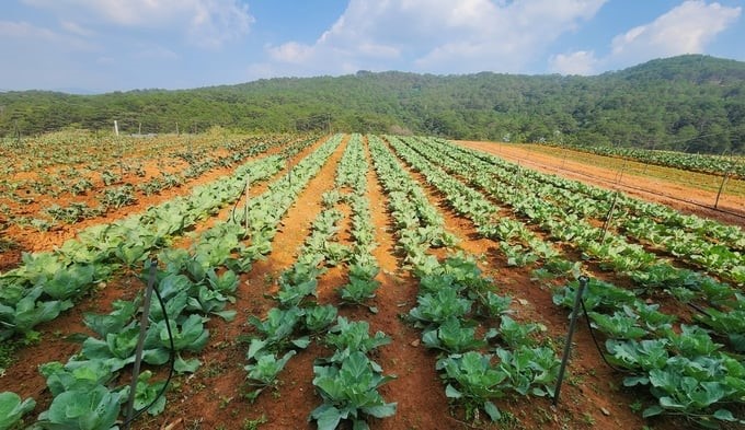 Organic agricultural production linkages bring benefits to both businesses and farmer households. Photo: PC.