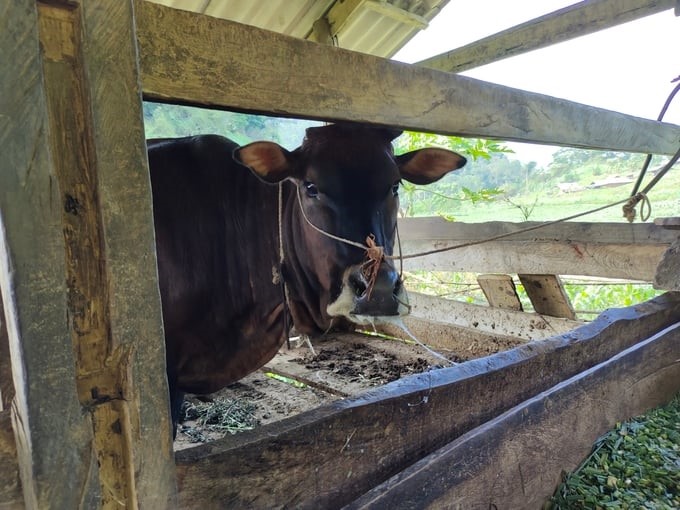 Mr. Giang Se Sinh's cows showed symptoms of foot-and-mouth disease, and specialized agencies have zoned out to prevent the epidemic. Photo: Ngoc Tu.