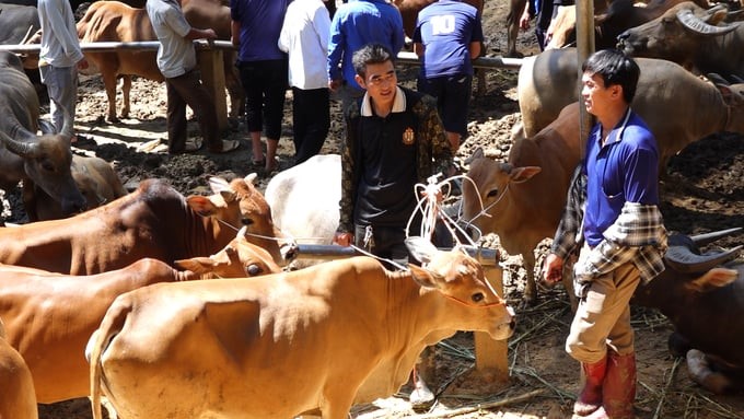 The high density of buffaloes and cows in markets in Bac Kan poses a risk of epidemic spread. Photo: Ngoc Tu.
