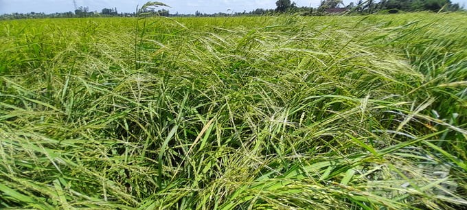 Rice fields are heavily infected with weedy rice in Thoi Lai district, Can Tho city. Photo: DVC.