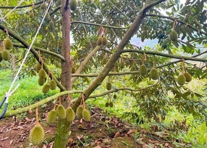 Durian in Khanh Son is in the flowering and young fruit setting period. Photo: KS.