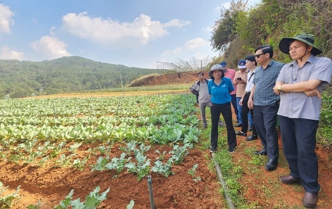 Hieu Linh Cooperative Group Agricultural Products Company Limited currently has 2.5 hectares of organically certified land. Photo: PC.