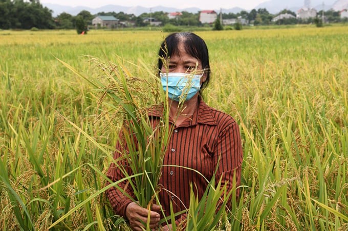 Weedy rice costs farmers a lot of effort to remove from the fields, reducing rice productivity.