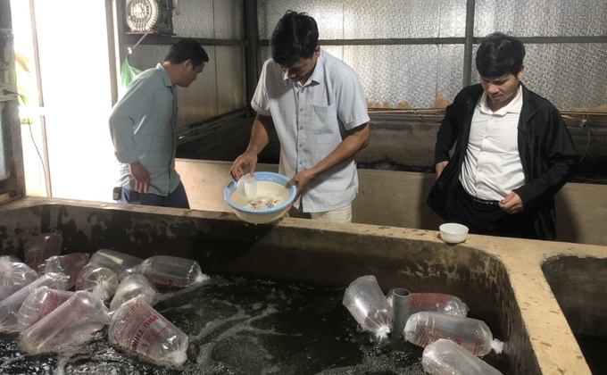 Two technical staff from the Hai Phong Agricultural Extension Center directly went to the facility to support Mr. Pham Van Nhieu's family in implementing the model. Photo: Dinh Muoi.