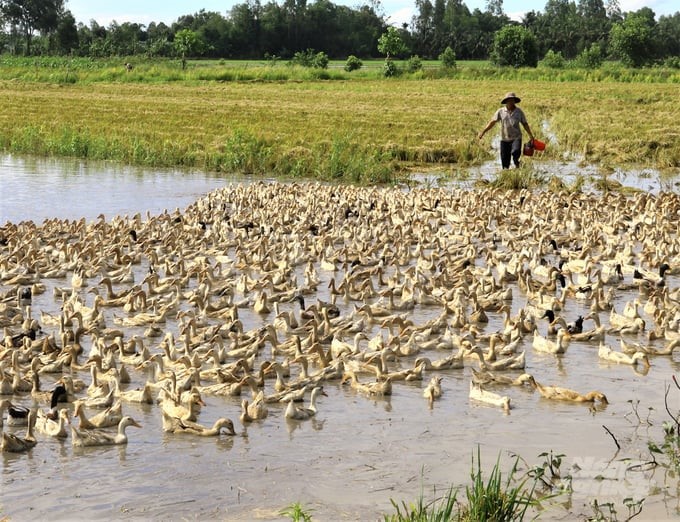 Field-running ducks will help effectively remove weedy rice grains from the fields.