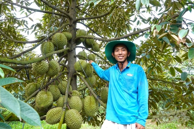 Với kinh nghiệm gần 10 năm, kỹ sư nông nghiệp Dương Đình Tuyễn đang phát triển khá thành công mô hình khởi nghiệp trồng sầu riêng nghịch vụ. Ảnh: Kim Anh.