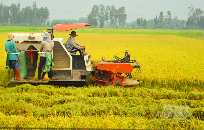 Sản xuất lúa của Bạc Liêu đã có mức độ tổ chức liên kết sản xuất khá tốt. Ảnh: NNVN.