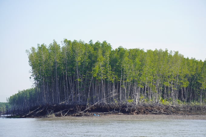 UBND TP.HCM có công văn gửi Bộ Tài Nguyên - Môi trường đề cử khu rừng phòng hộ Cần Giờ trở thành khu Ramsar. Hiện rừng Cần Giờ đáp ứng 4/8 tiêu chí của tổ chức công ước Ramsar. Ảnh: Nguyễn Thủy.
