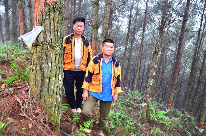 Dương Kim Long (bên trái) và Dương Kim Hương bên cánh rừng thông 20 tuổi. Ảnh: Dương Đình Tường.