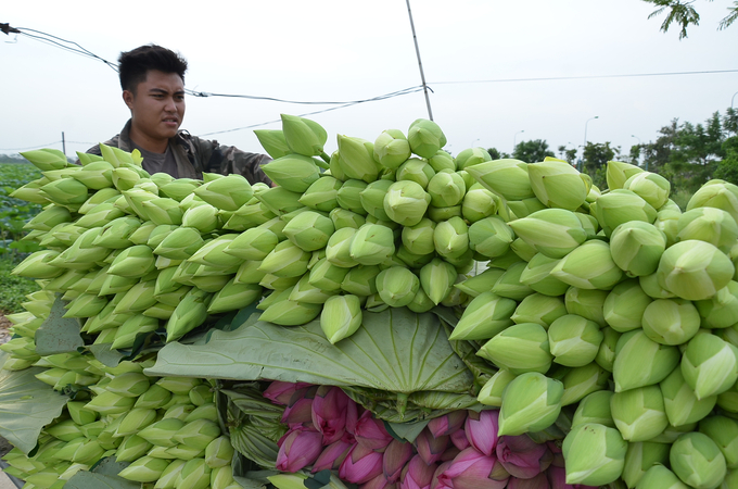 Thu hoạch sen ở huyện Mê Linh. Ảnh: Vân Đình.