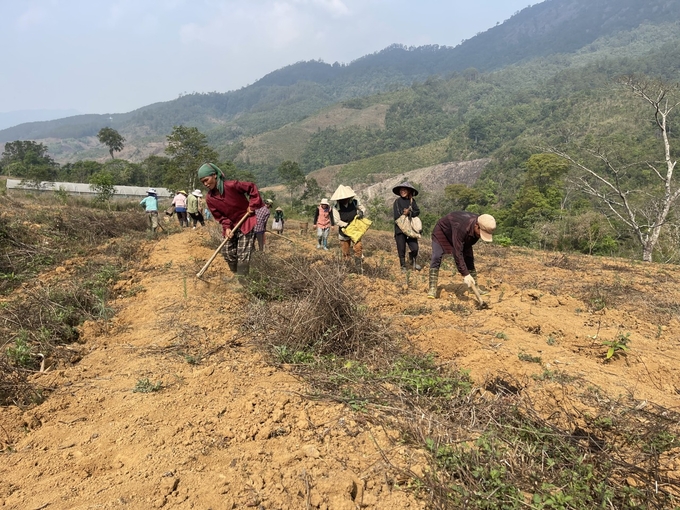 Người đồng bào Xơ Đăng làm đất, trồng gừng. Ảnh: Tuấn Anh.