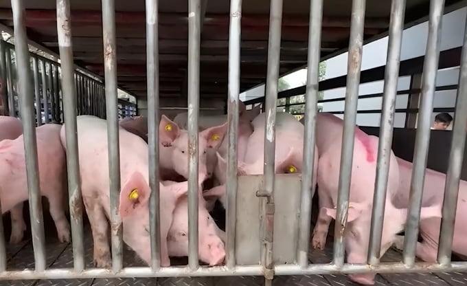 Gần 200 lợn nái nhập ngoại qua kiểm dịch sân bay Nội Bài ngày 11/4/2024. Ảnh: PT.