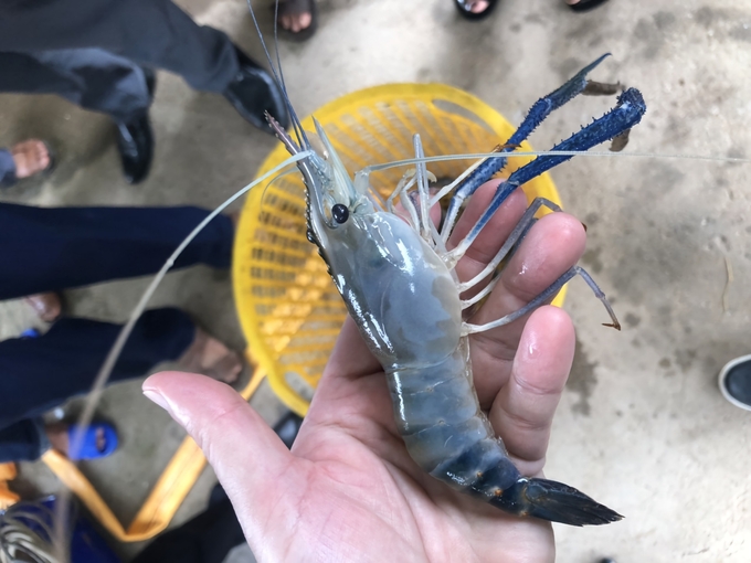 Stocking all-male giant freshwater prawns in 2 stages yields 30 - 55% higher than traditional farming methods. Photo: Dinh Muoi.