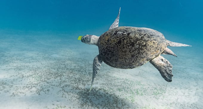 The sea turtle conservation work at Con Dao National Park in recent years has achieved significant positive results.