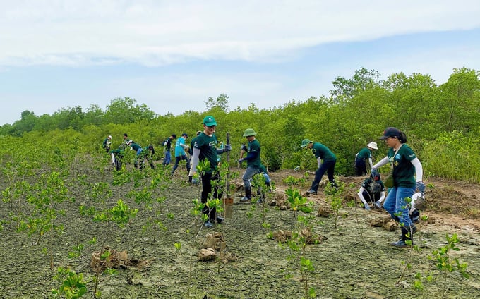 Các tổ chức, cá nhân tích cực tham gia trồng rừng nhằm phủ xanh rừng Cần Giờ. Ảnh: Nguyễn Thủy.