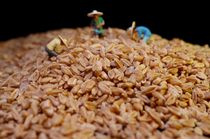 Wheat kernels are displayed with farmer miniatures in this illustration picture taken June 20, 2023. Photo: Purchase Licensing Rights.